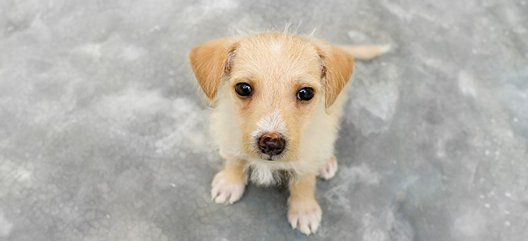 What’s the right breed of dog for me?