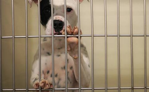 How you can help shelters