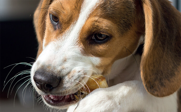 Protect your dog’s teeth