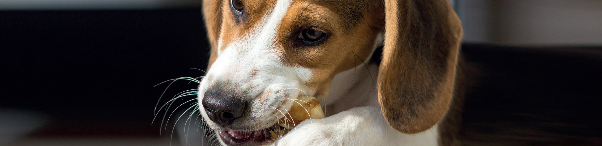Protect your dog’s teeth